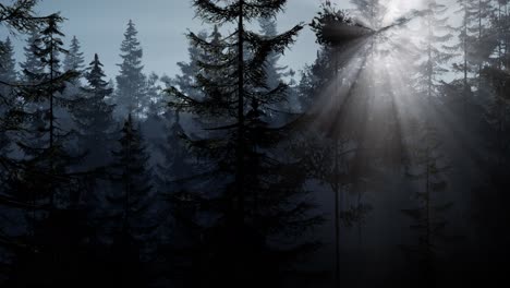 misty-nordic-forest-in-early-morning-with-fog